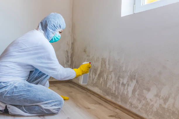 Licensed Mold Remediation service in Manchester, KY - 24 Hour Mold Removal